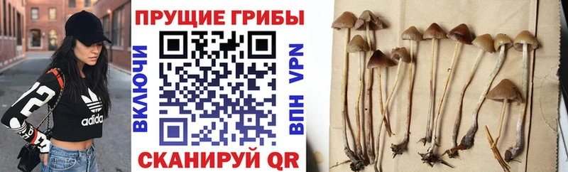 наркошоп  Афипский  Галлюциногенные грибы Psilocybe 